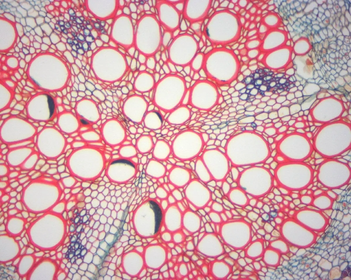 40X-2000X 1.3MP Digital Integrated Microscope with LED Illumination