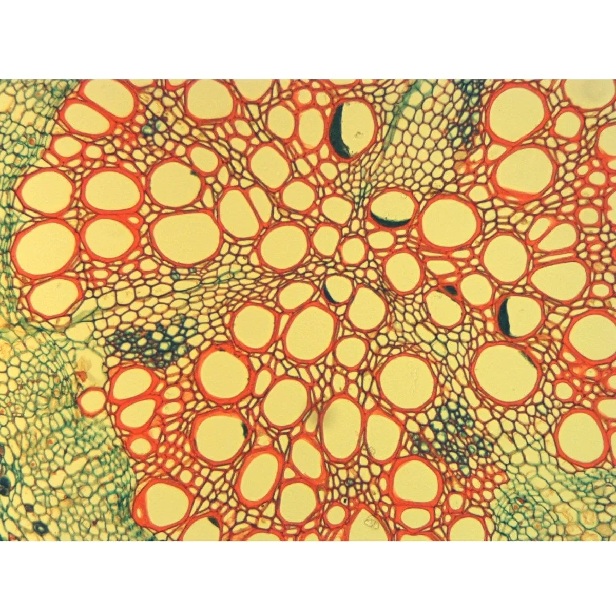 40X-2000X 3MP Digital Integrated Microscope with LED Illumination   Blank Slides, Tissues