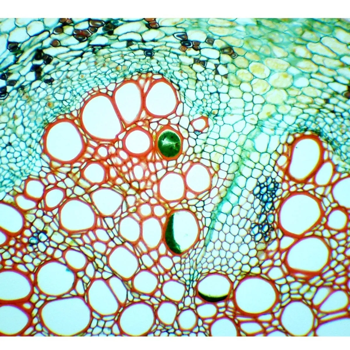 40X-2000X 3MP Digital Integrated Microscope with LED Illumination   Tissues