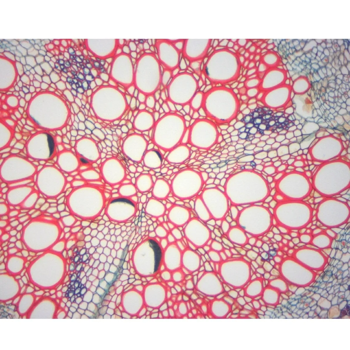 40X-2500X 1.3MP Digital Integrated Microscope with LED Illumination   Vinyl Case, Blank Slides, Tissues