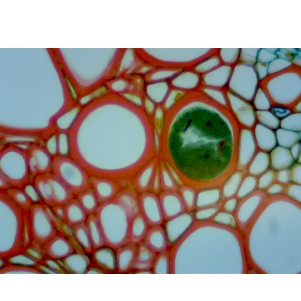 40X-2500X 3MP Digital Integrated Microscope with LED Illumination   Vinyl Case
