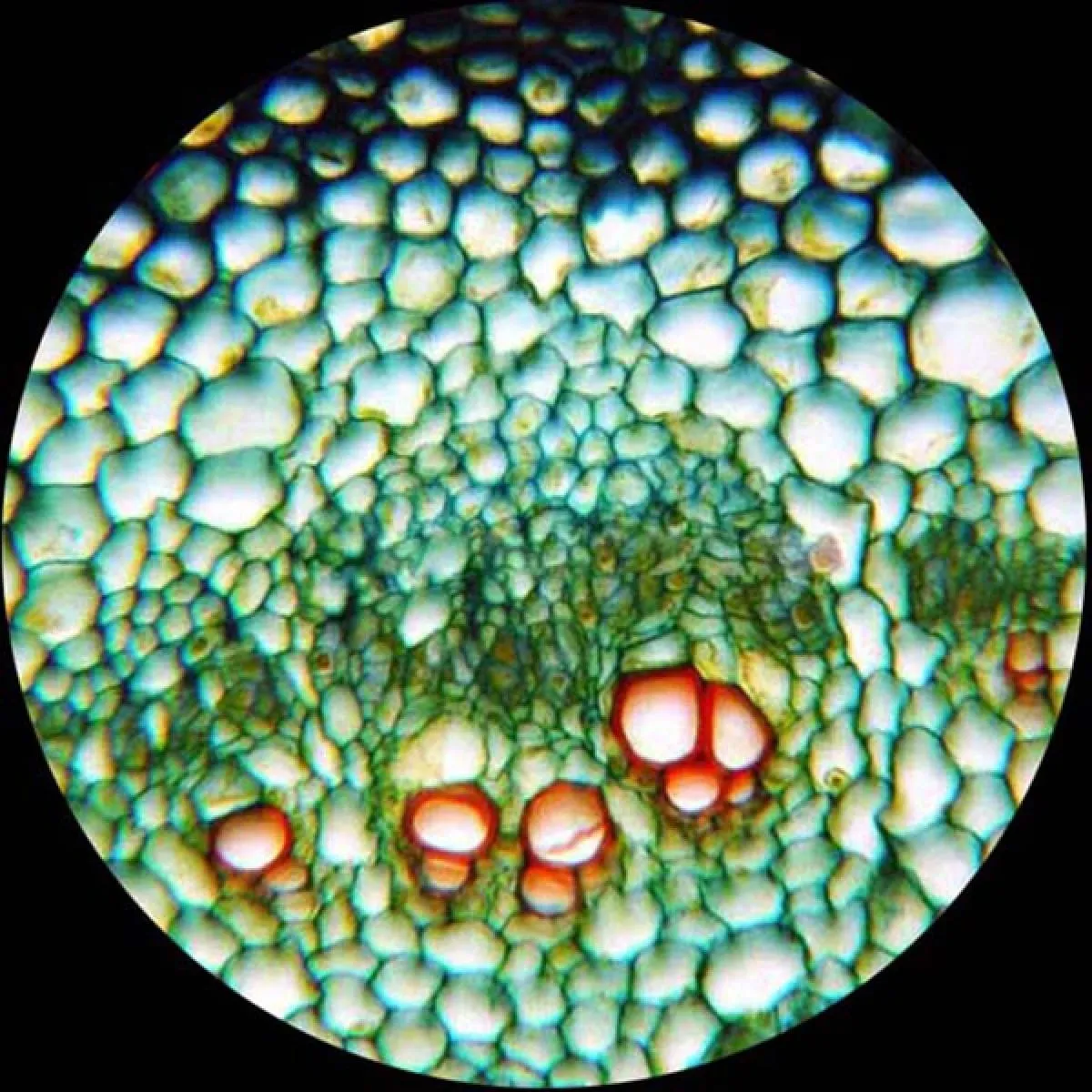 AmScope B120 Series Binocular Compound Microscope 40X-2000X Magnification with LED, Siedentopf Head, Digital Camera and 3D Stage