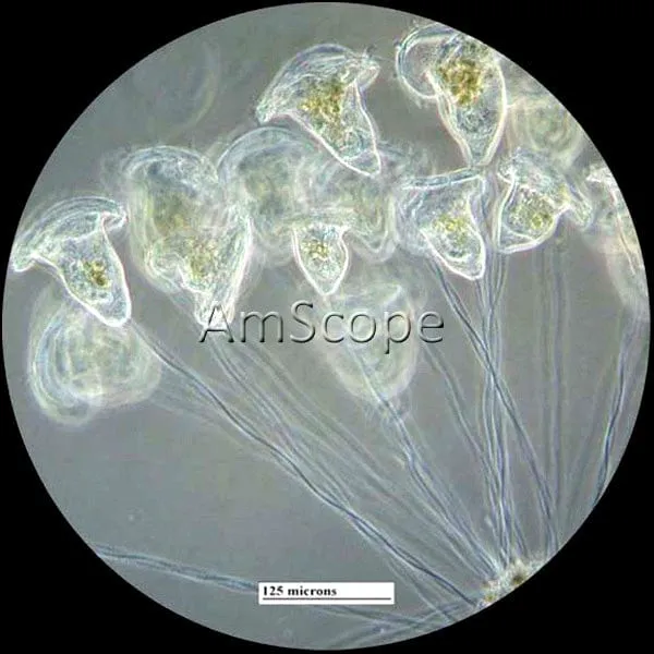AmScope IN480 Series Inverted Infinity-corrected Phase-contrast Trinocular Compound Microscope 40X-1500X Magnification with Koehler Illumination and 11.6" 60fps Real-time Imaging system